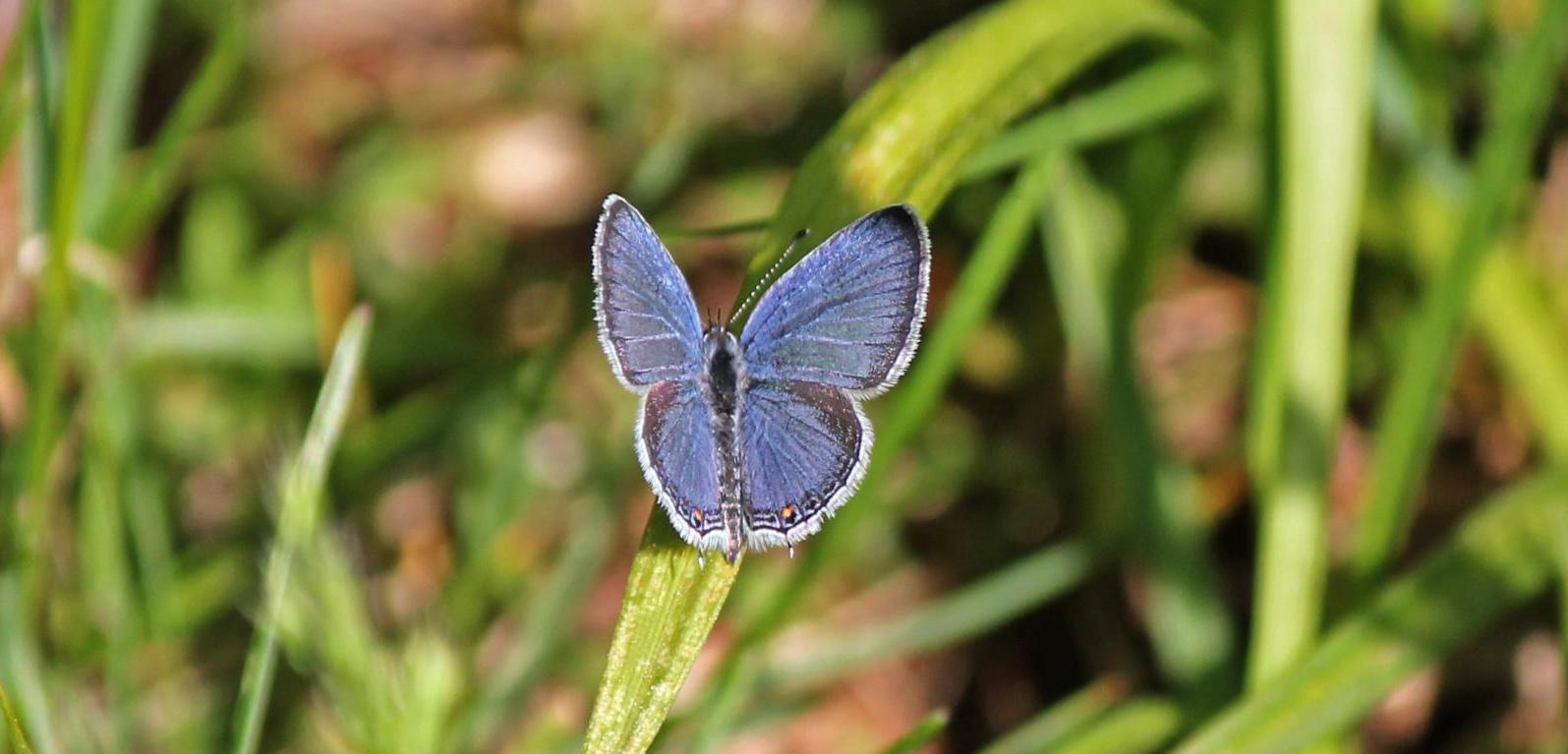 Spring Azure