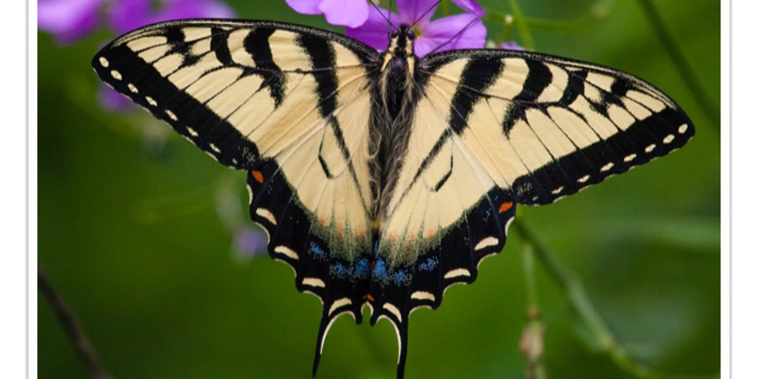 Johnson butterfly