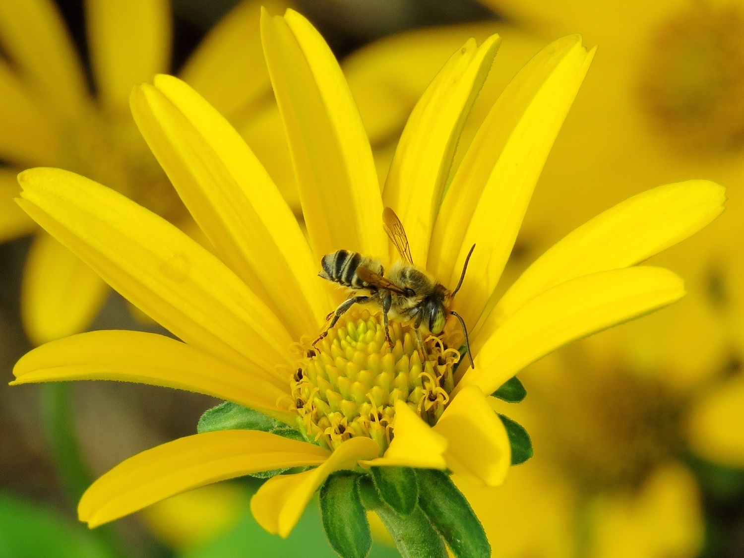 Bee in flower