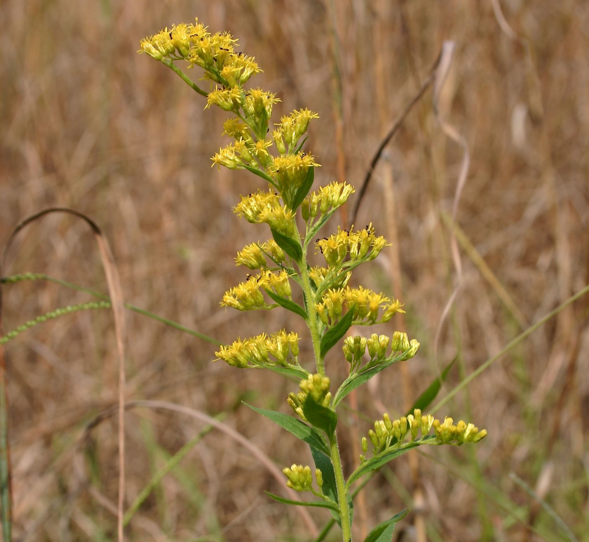 Goldenrod