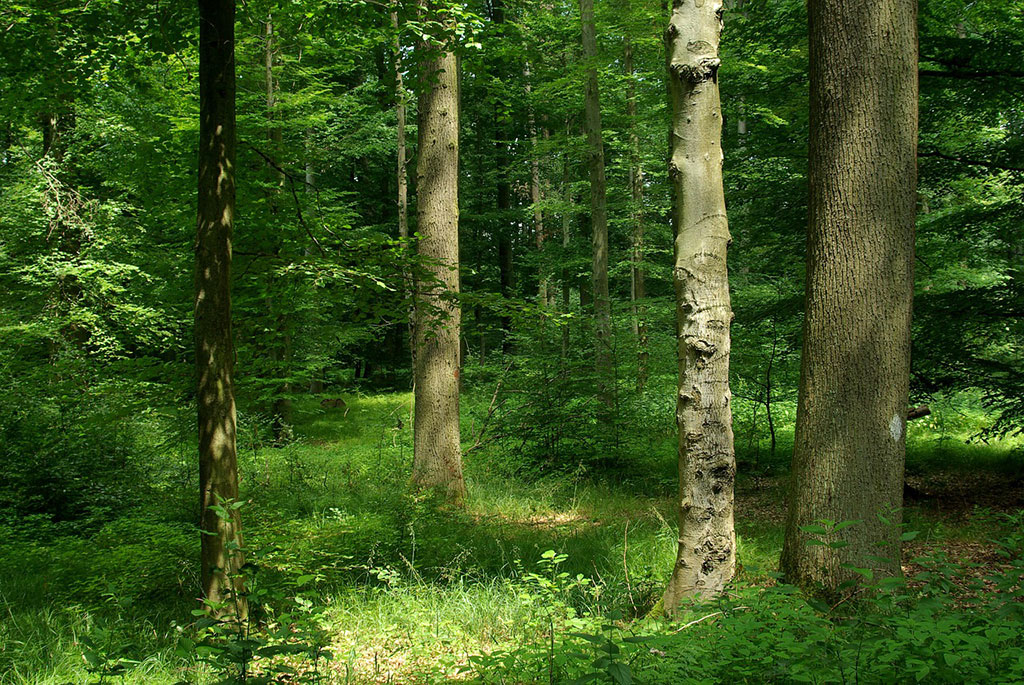 Brown Trail - Mixed Forest