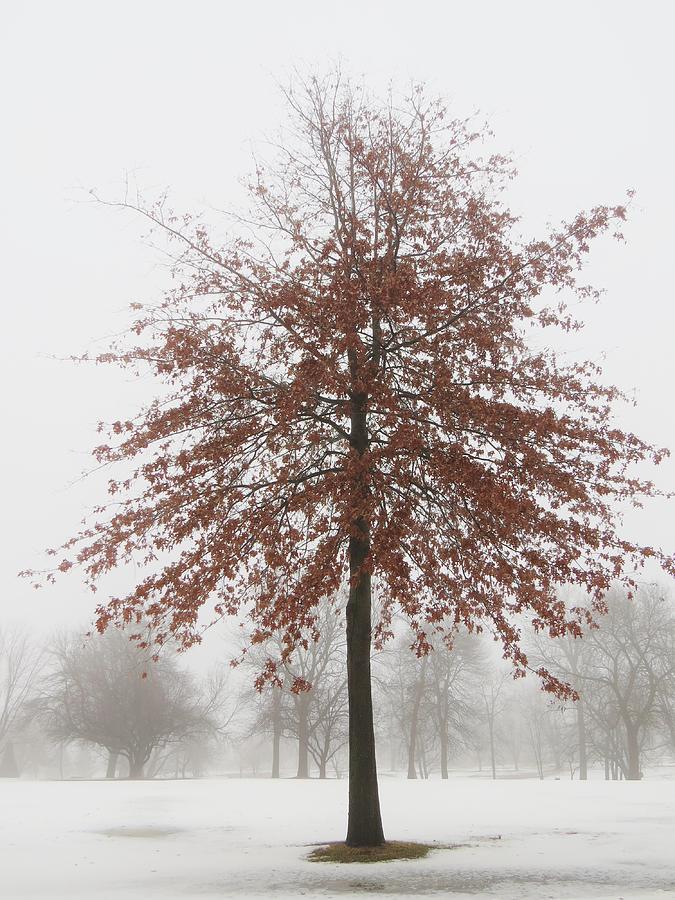 Red Oak in Winter