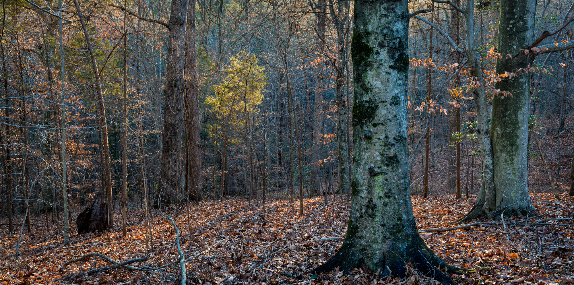 beech trees in late fall