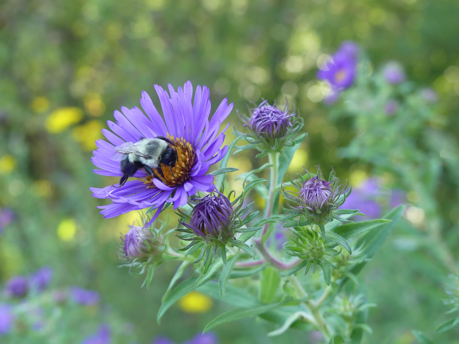 Aster with bee