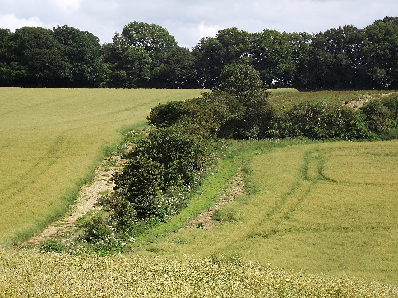 Downland Hedgerow