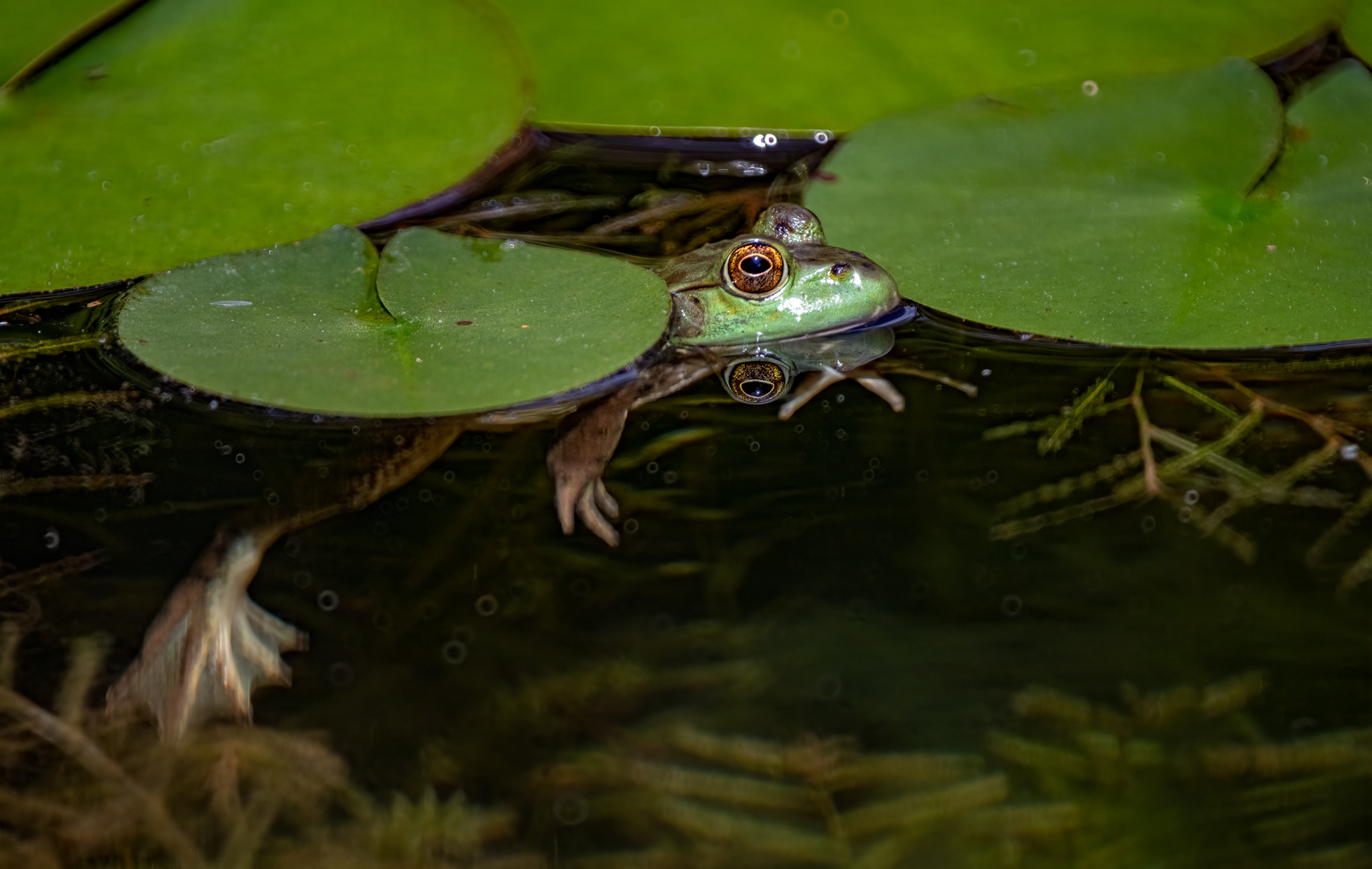 Frog in lily pond