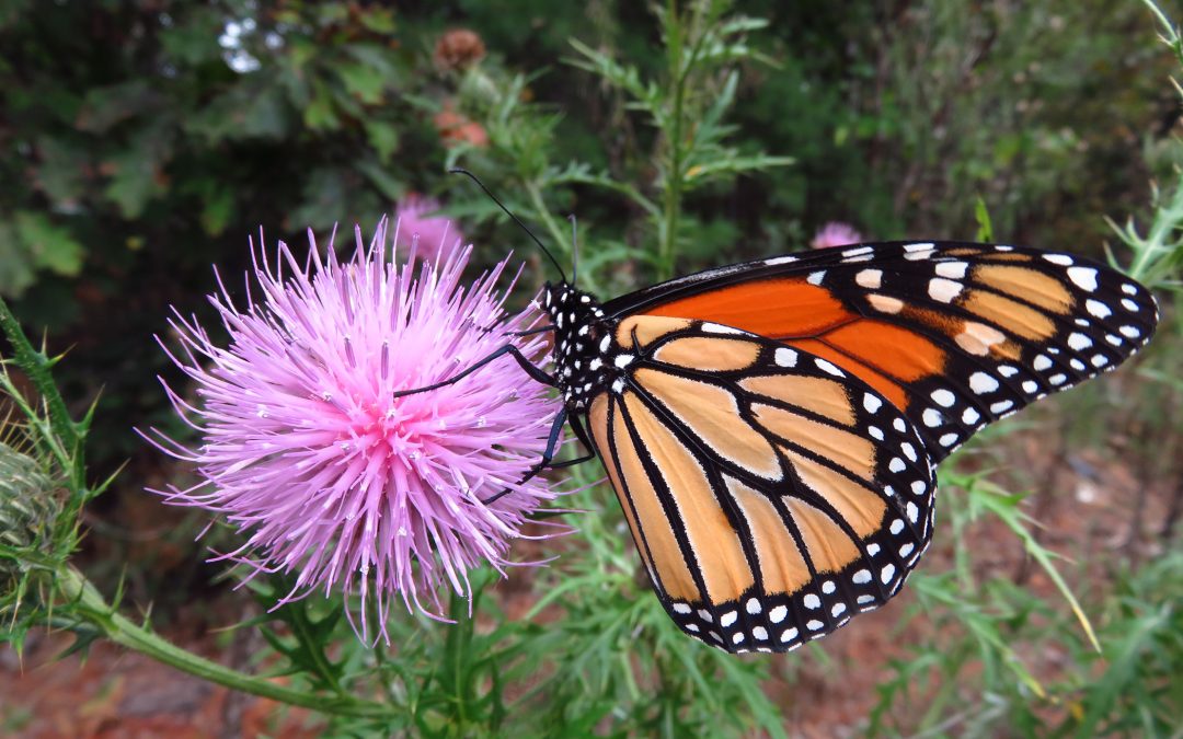 Monarch with thistle