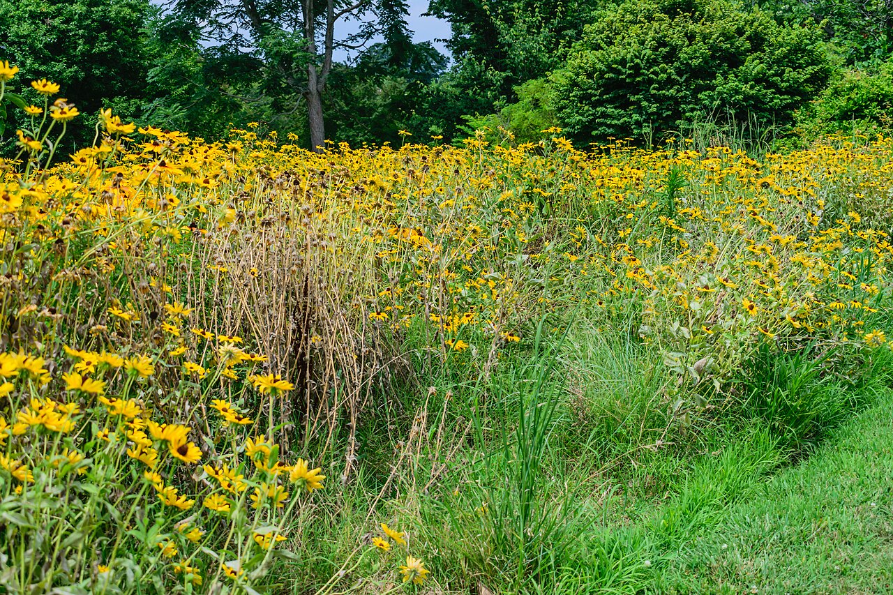 Norfolk Botanical Garden meadow