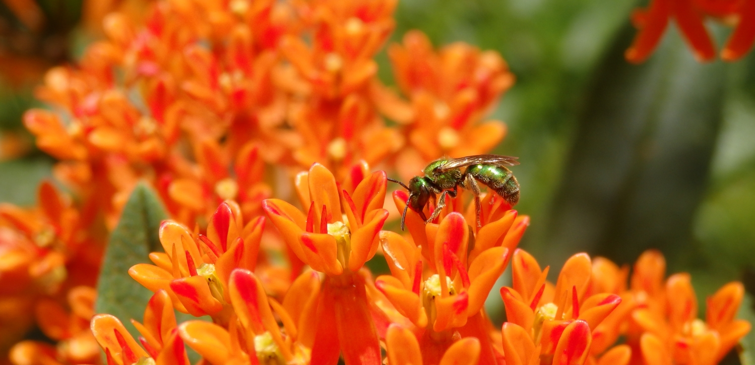 Green sweat bee on asclepias tuberosa