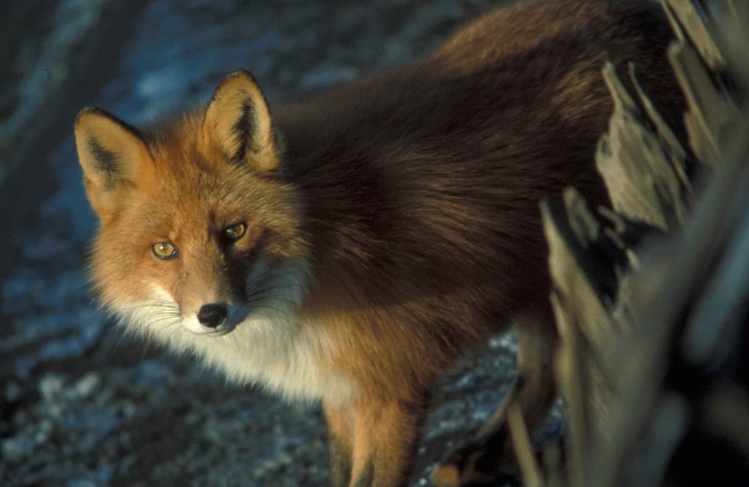 Red fox