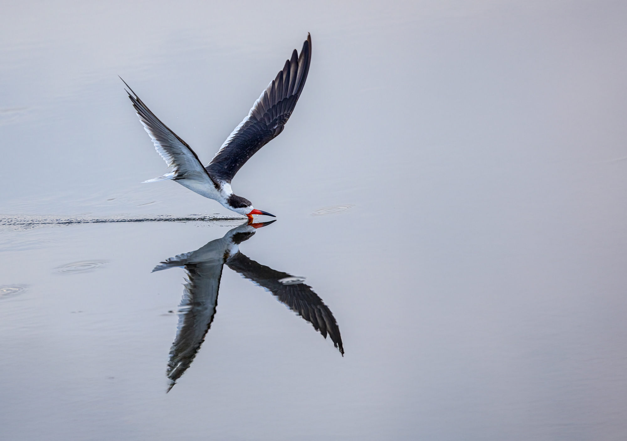 Skimming Along