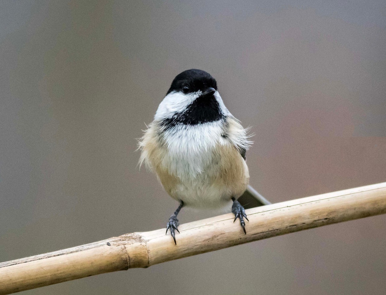 Black-Capped Chickadee