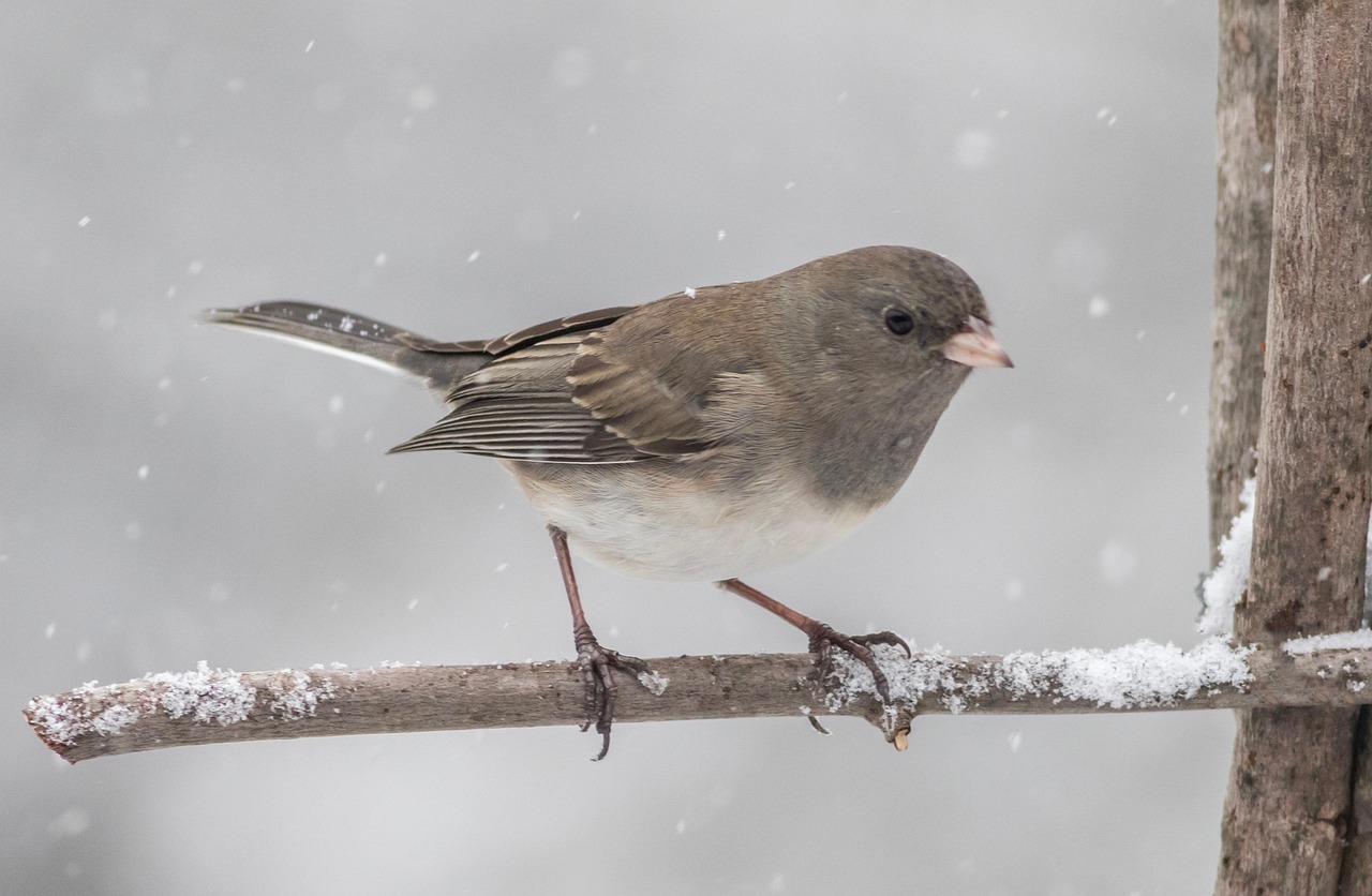 Dark-Eyed Junco