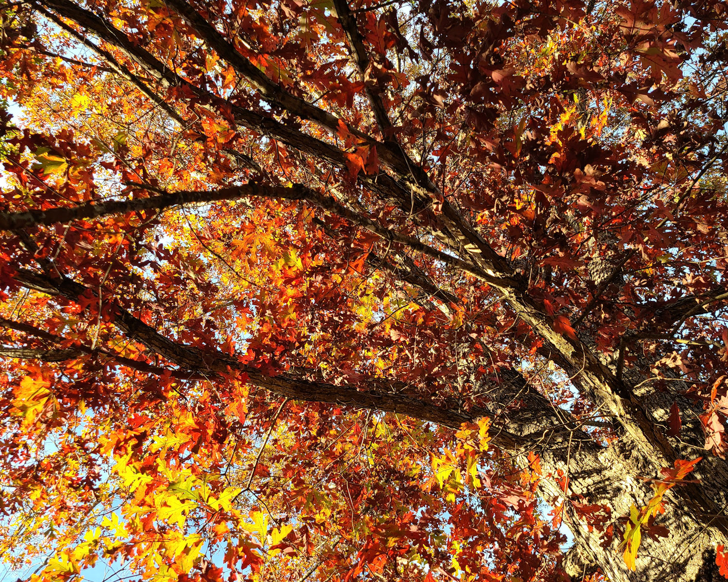 Fall Tree Canopy