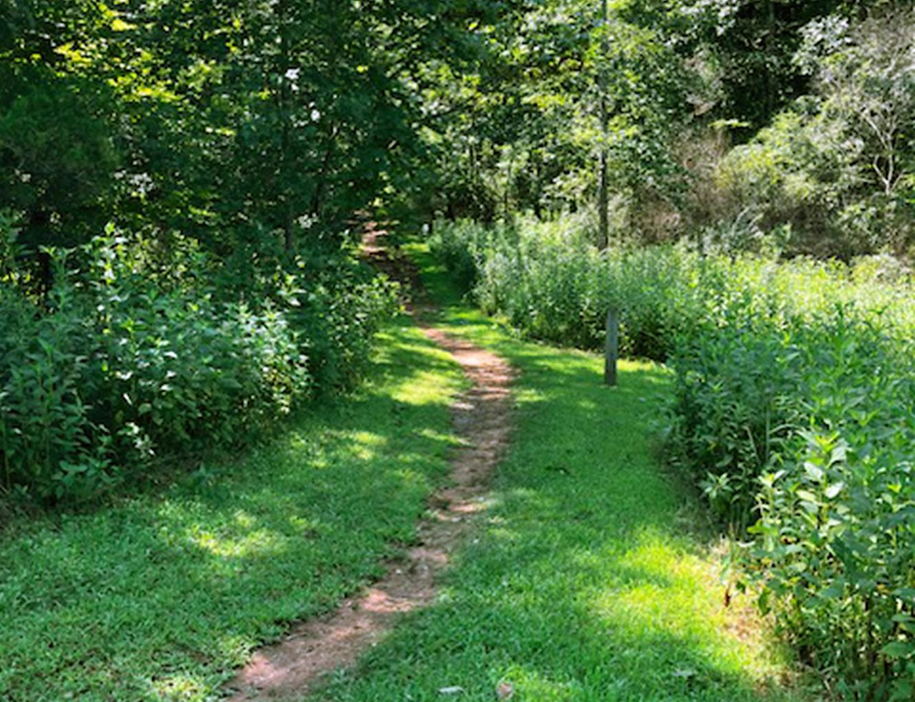 Field to Forest from CATS