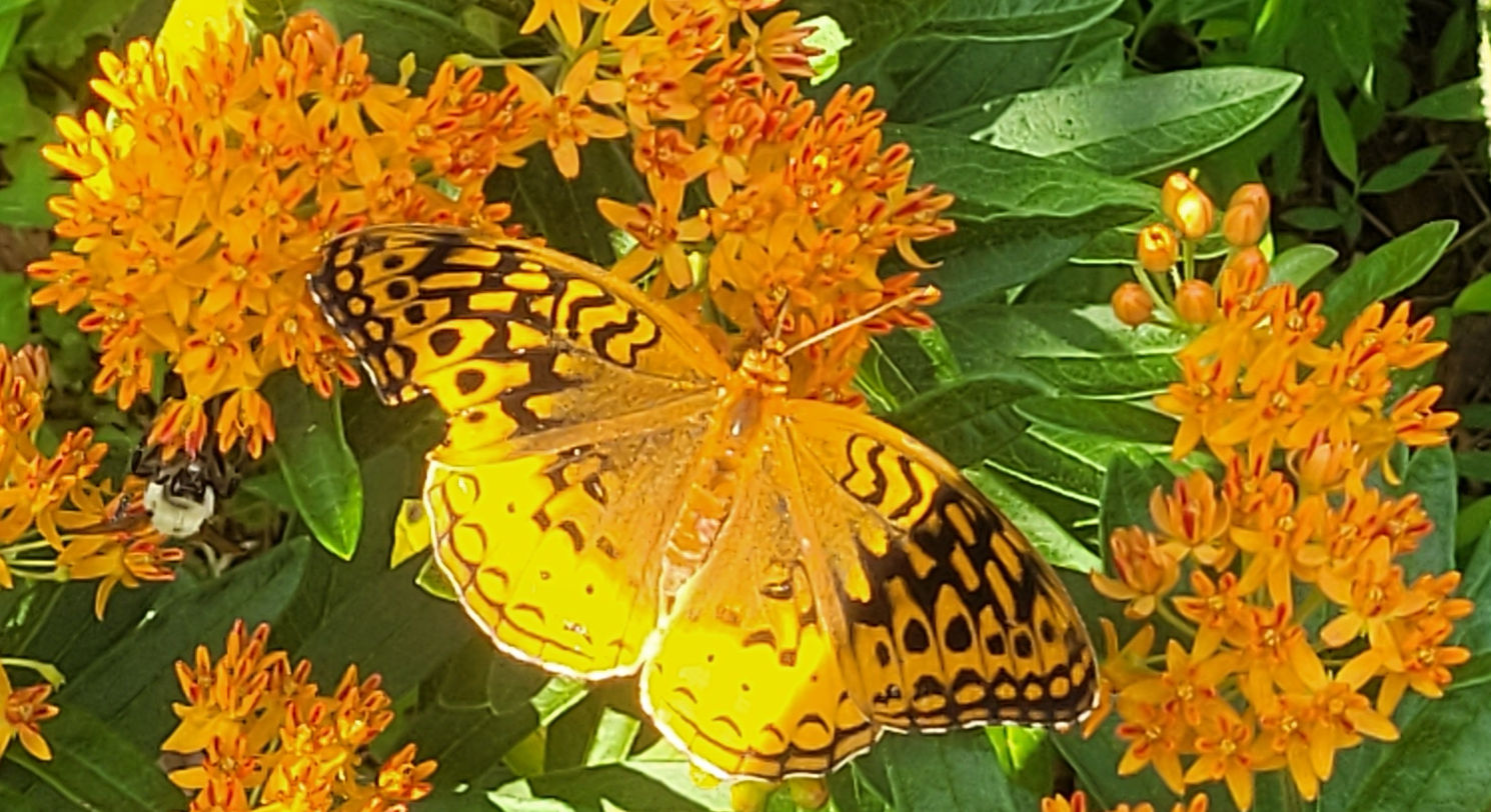 fritillary on butterfly weed