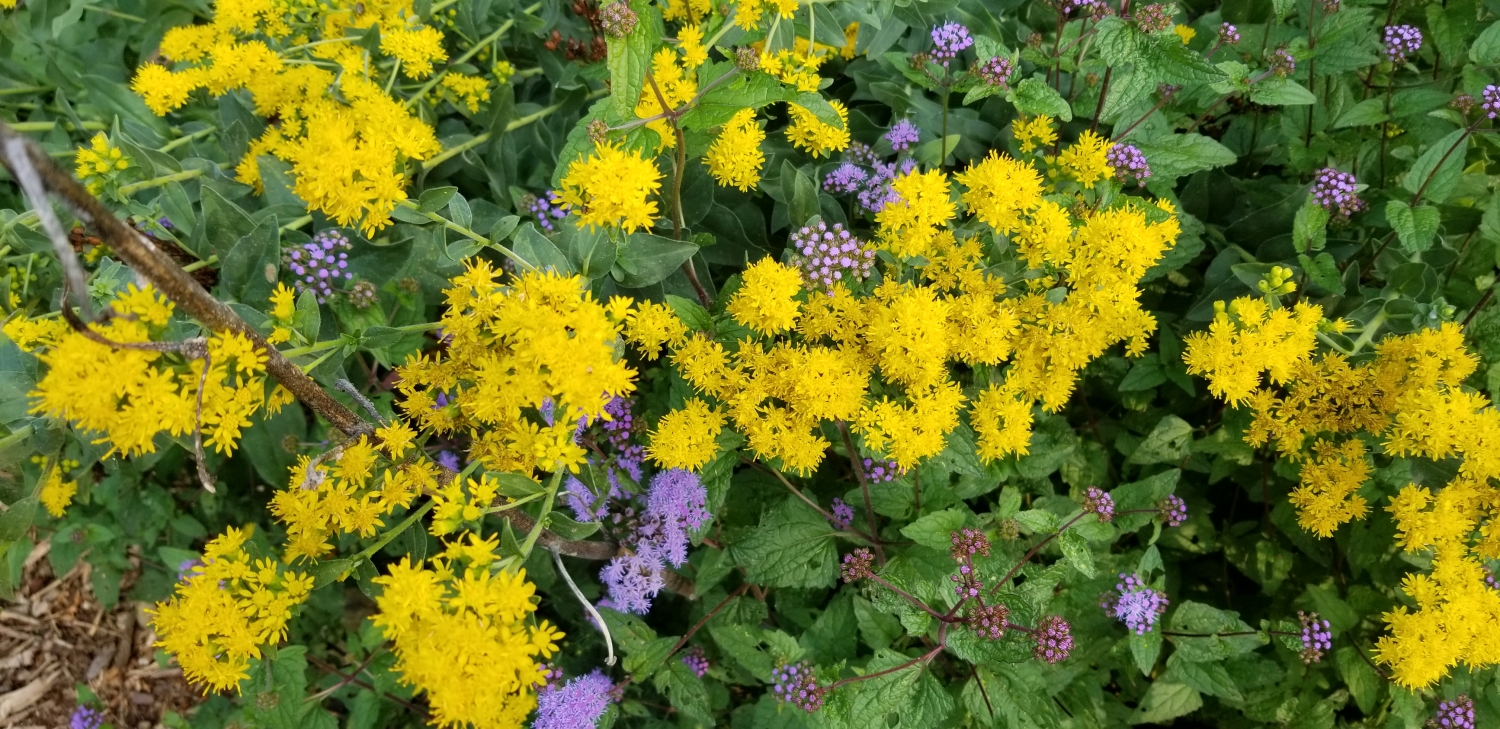 Goldenrod and mistflower