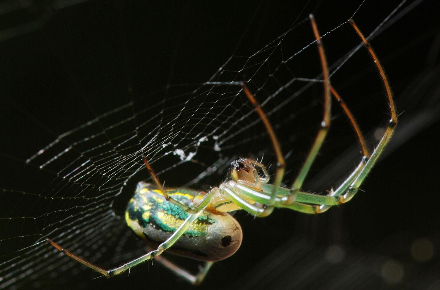 green and yellow spider