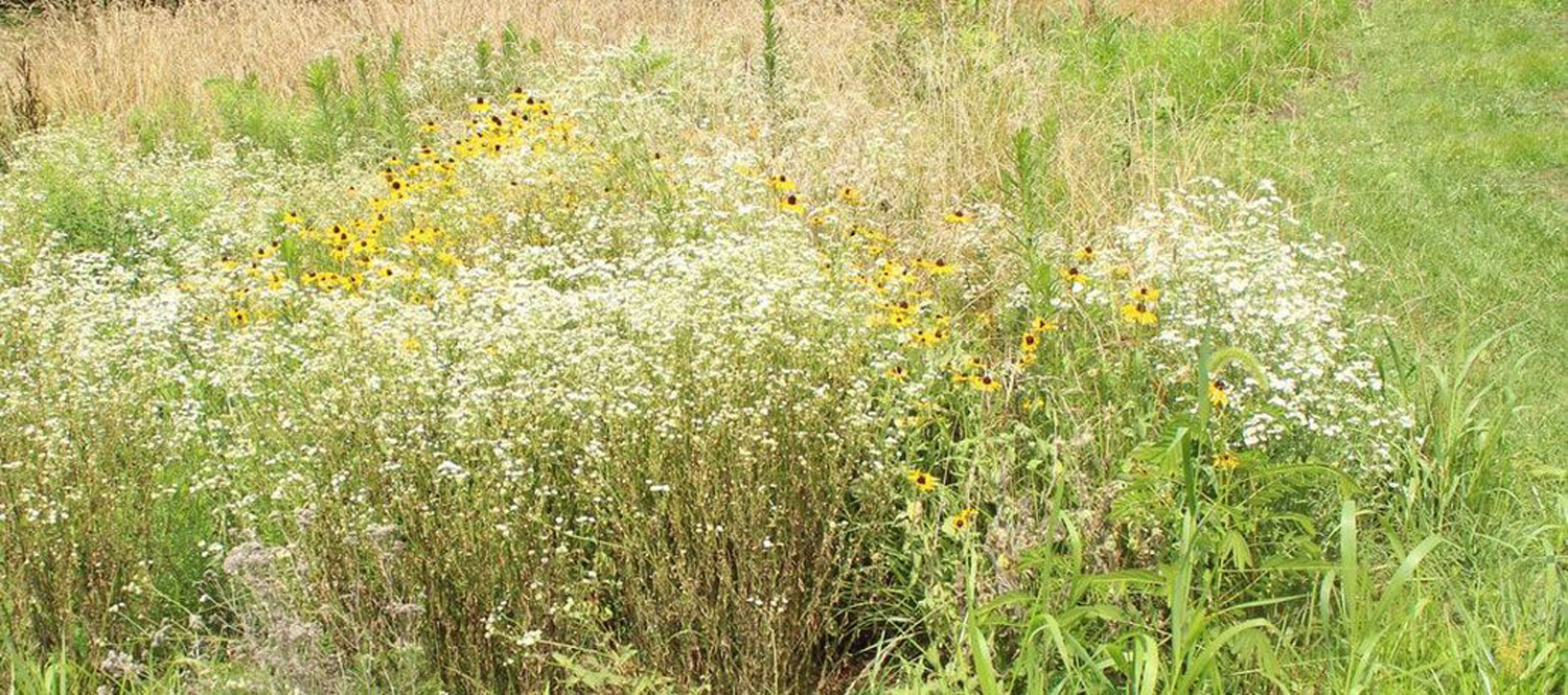 Hummingbird Hill Habitat Corridor