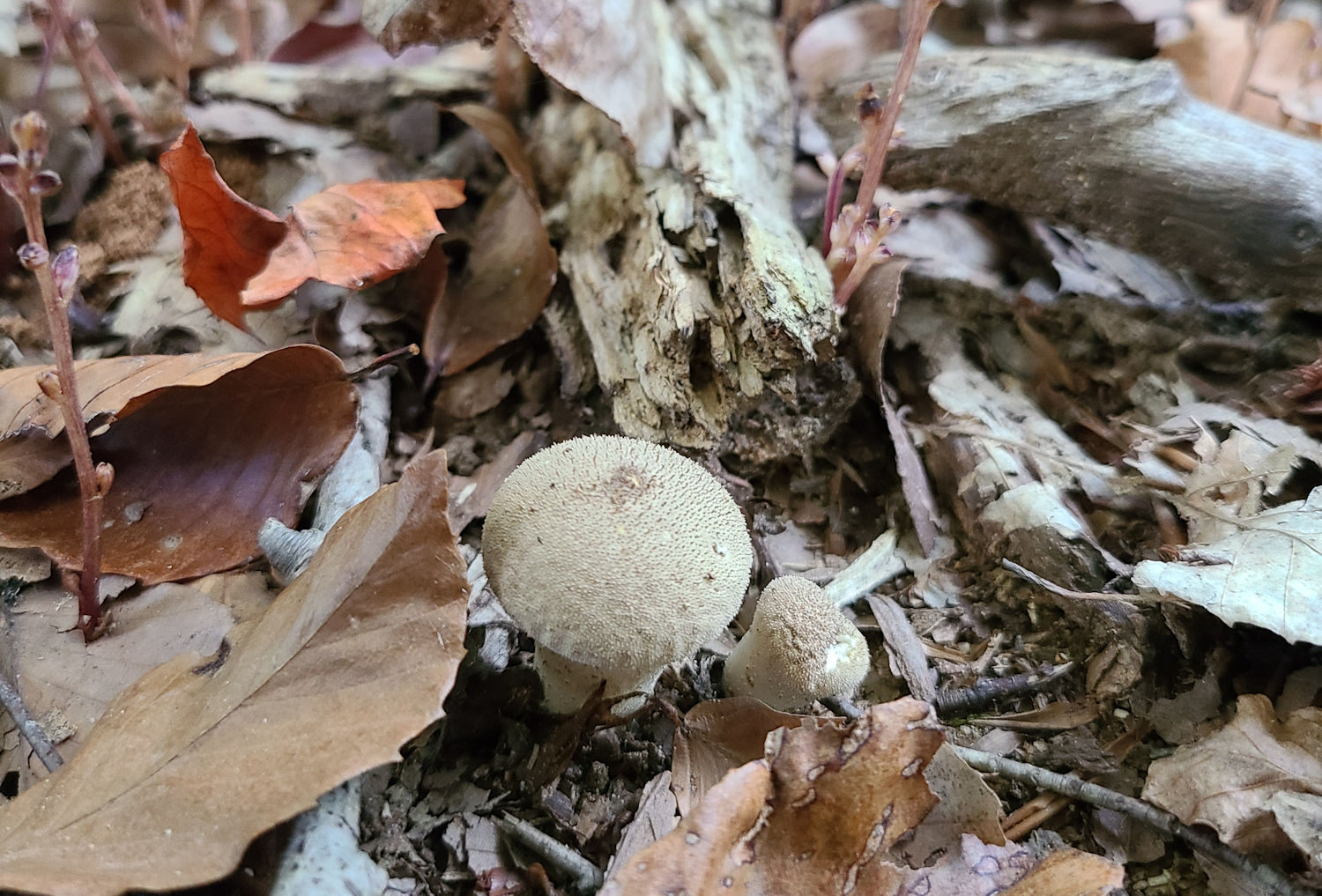 Leaves and mushrooms