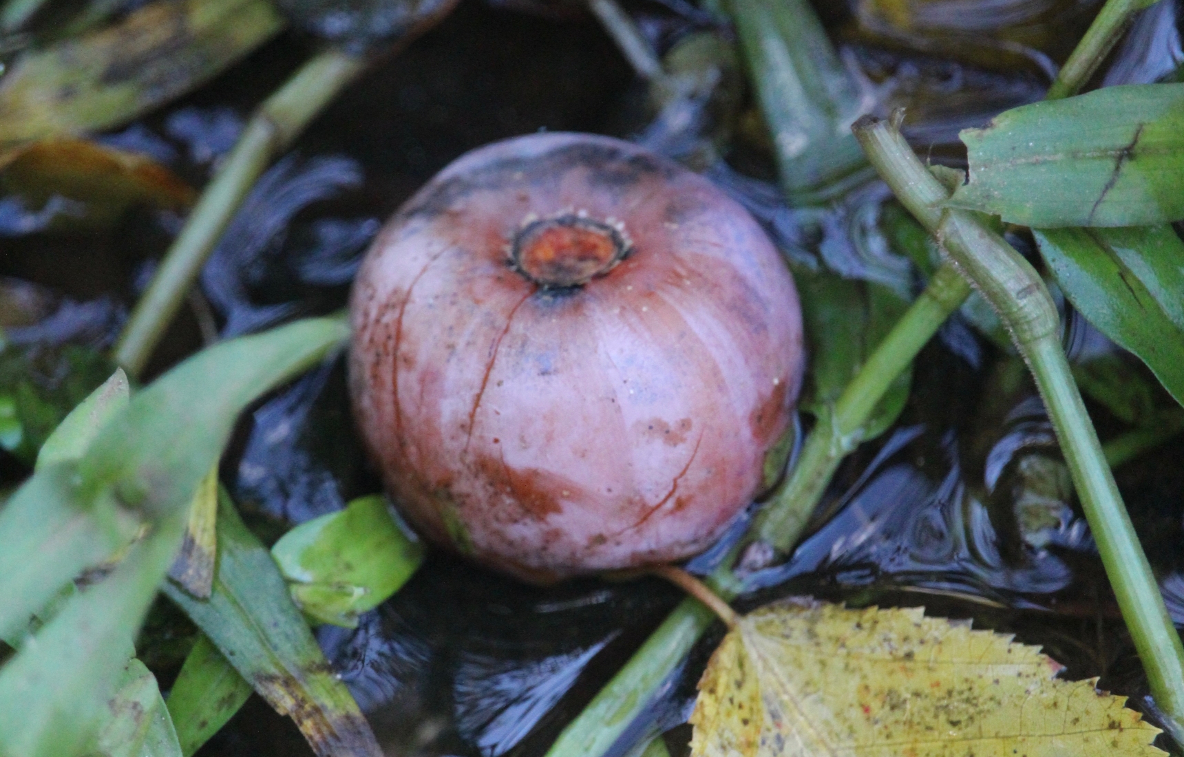 Persimmon fruit landscape