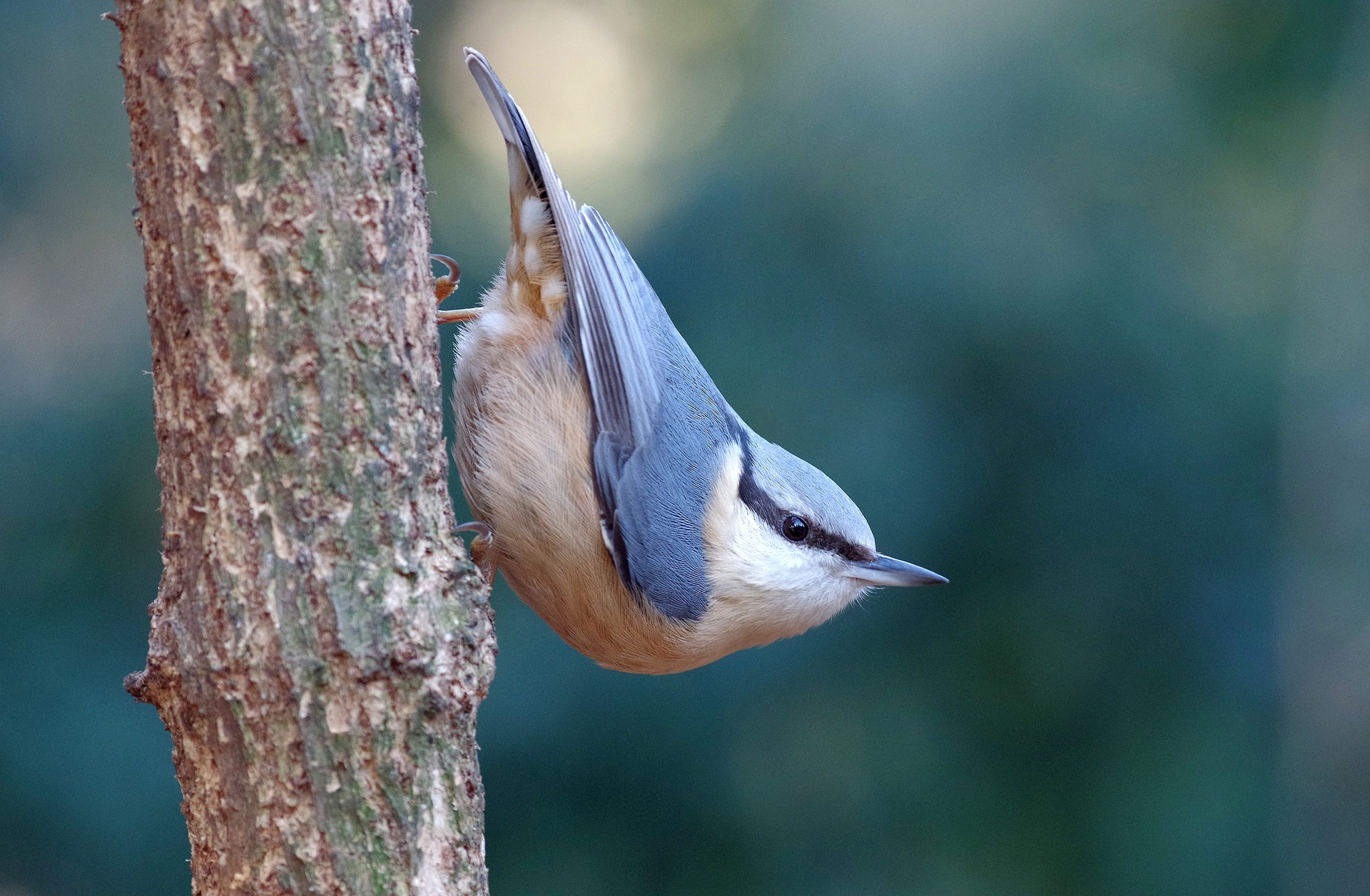 red-breasted nuthatch