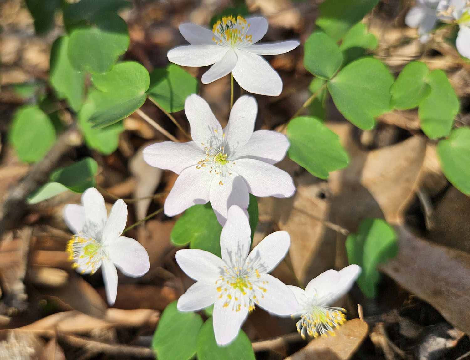 rue anemones in shade garden