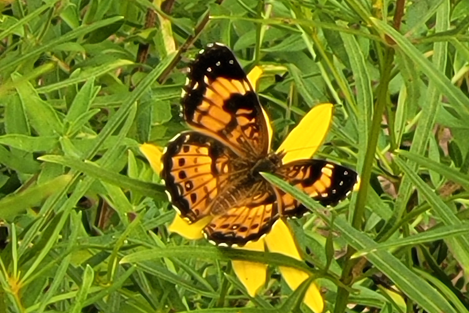 Silvery Checkerspot on Black-Eyed Susan