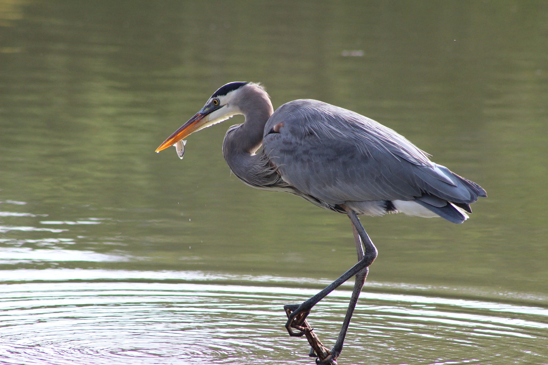 great blue heron from Pixabay