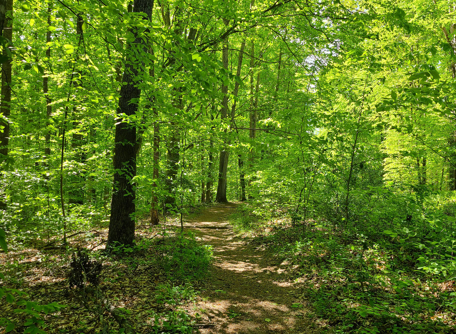 Trail in May