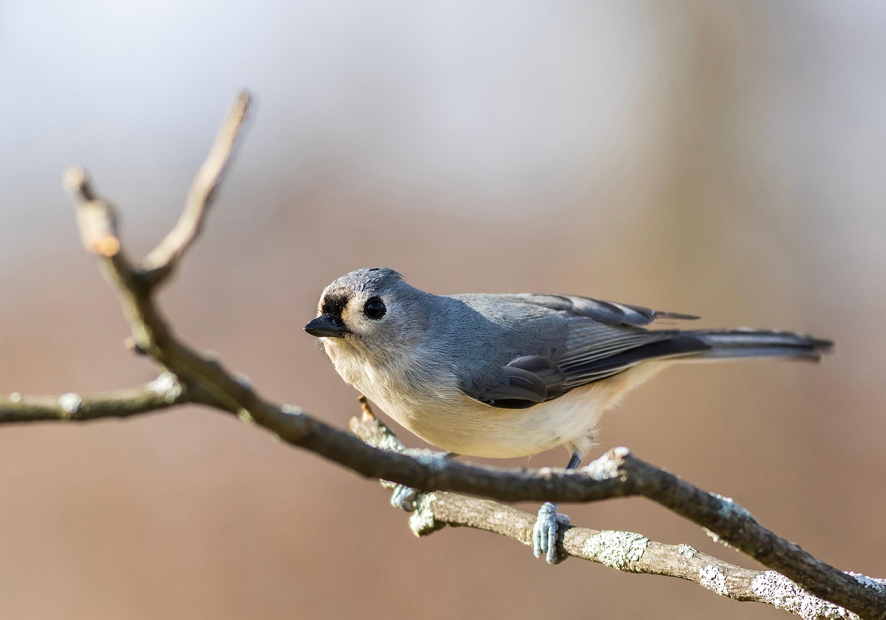 Tufted Titmouse