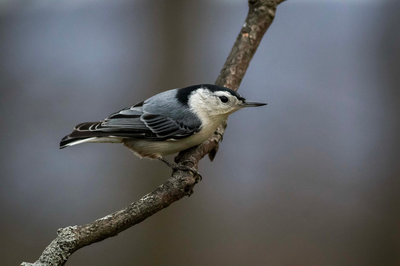 White-Breasted Nuthatch