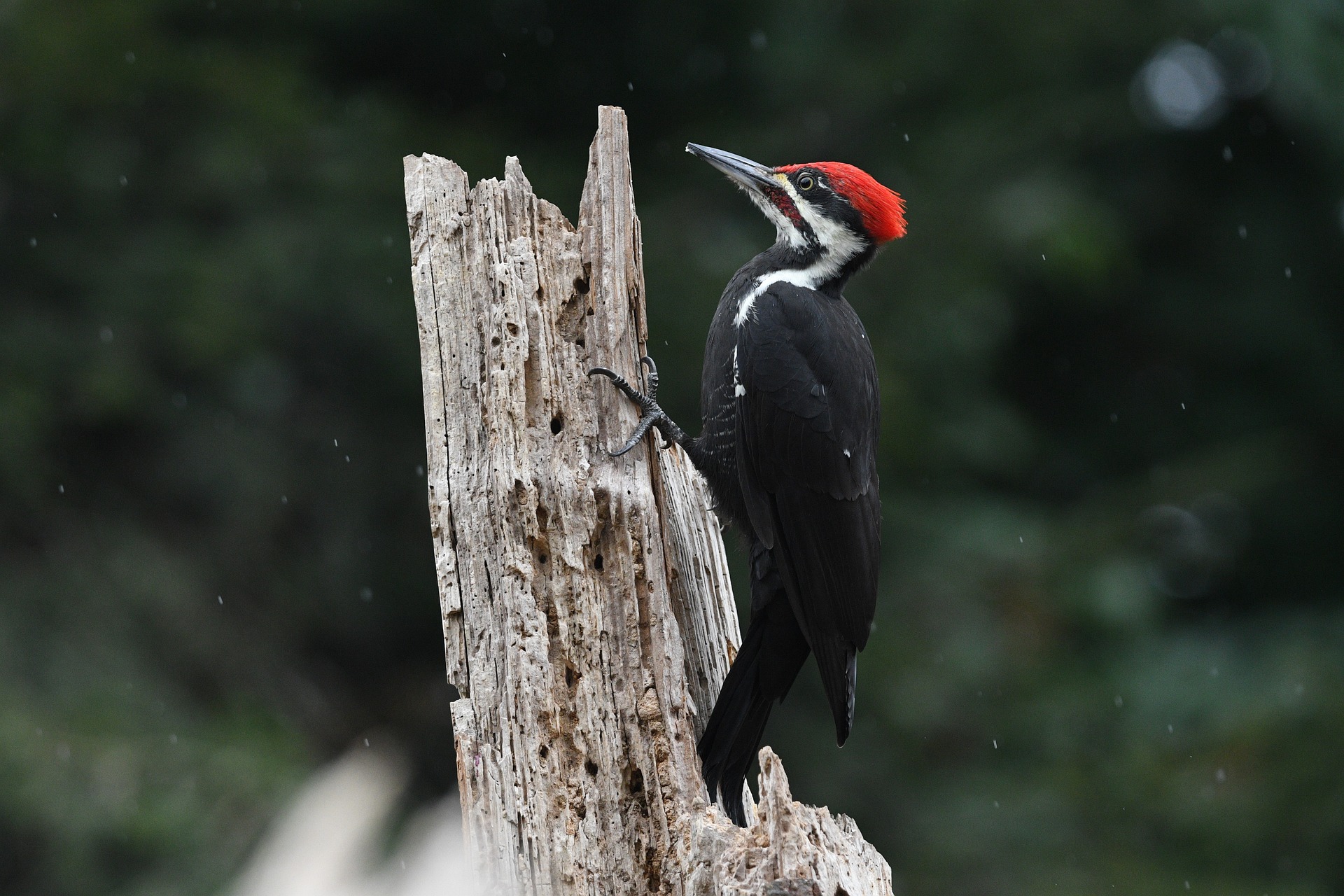 pixabay pileated woodpecker
