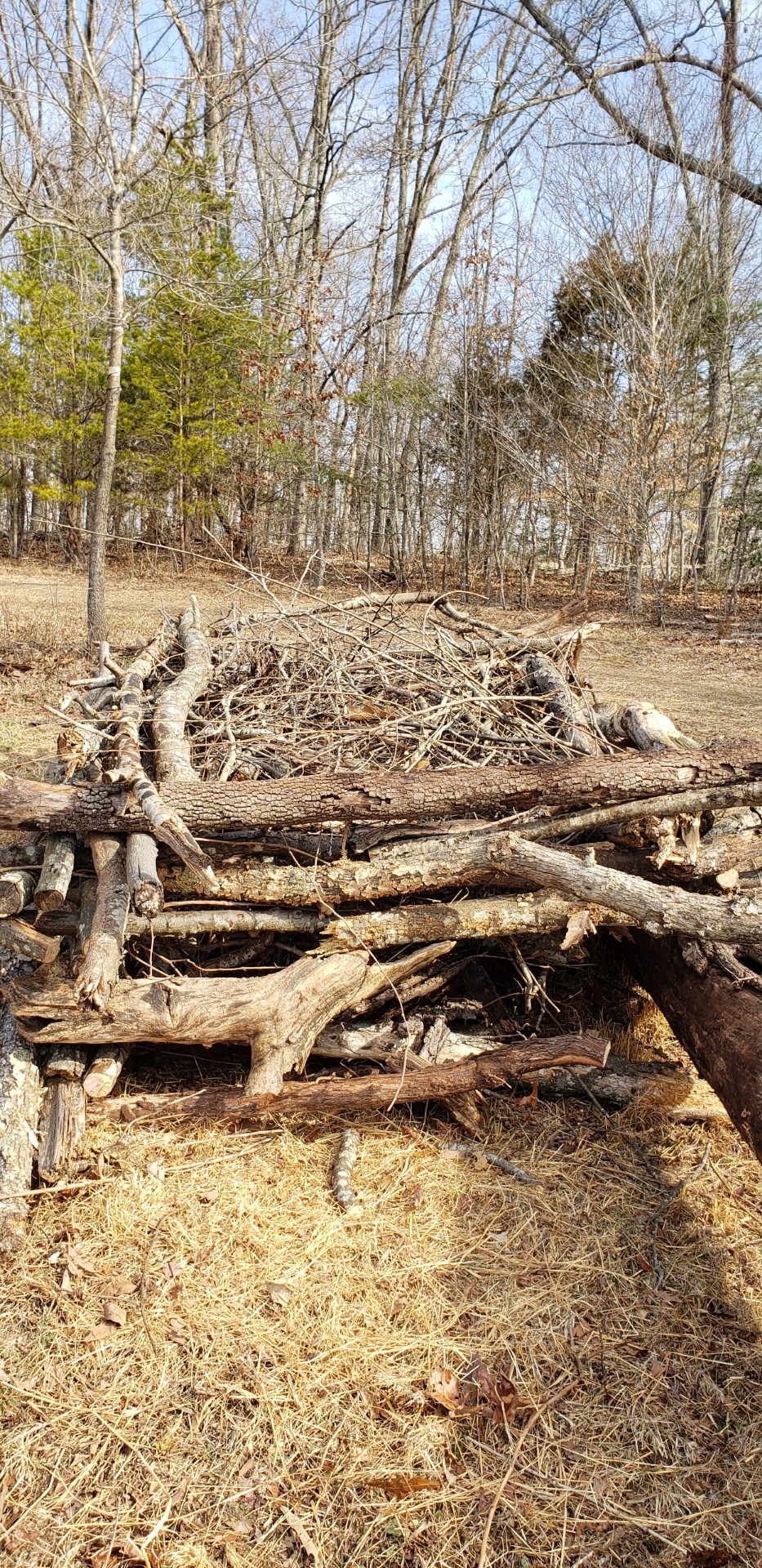 Brush Pile in south field