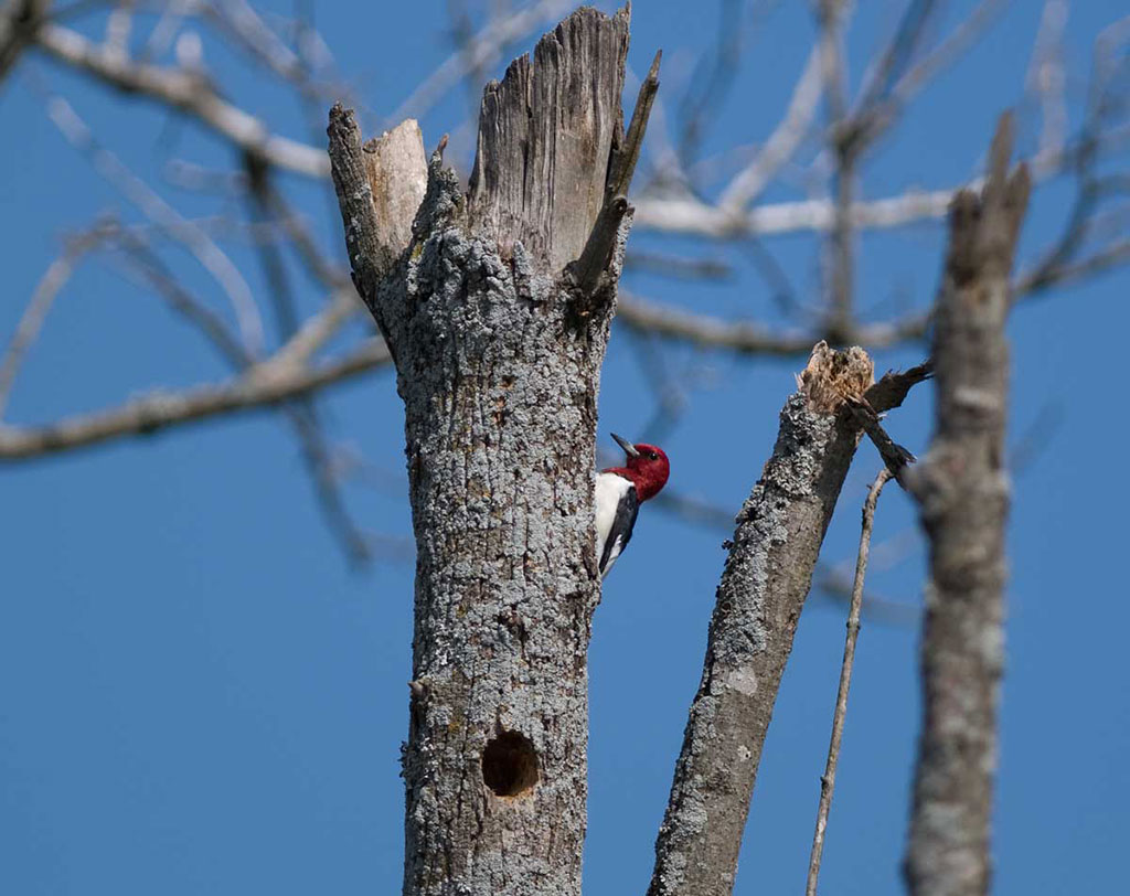 White Trail - Snag