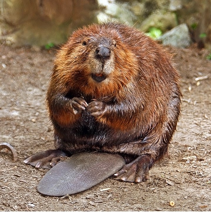 Peninsula Trail - Beaver