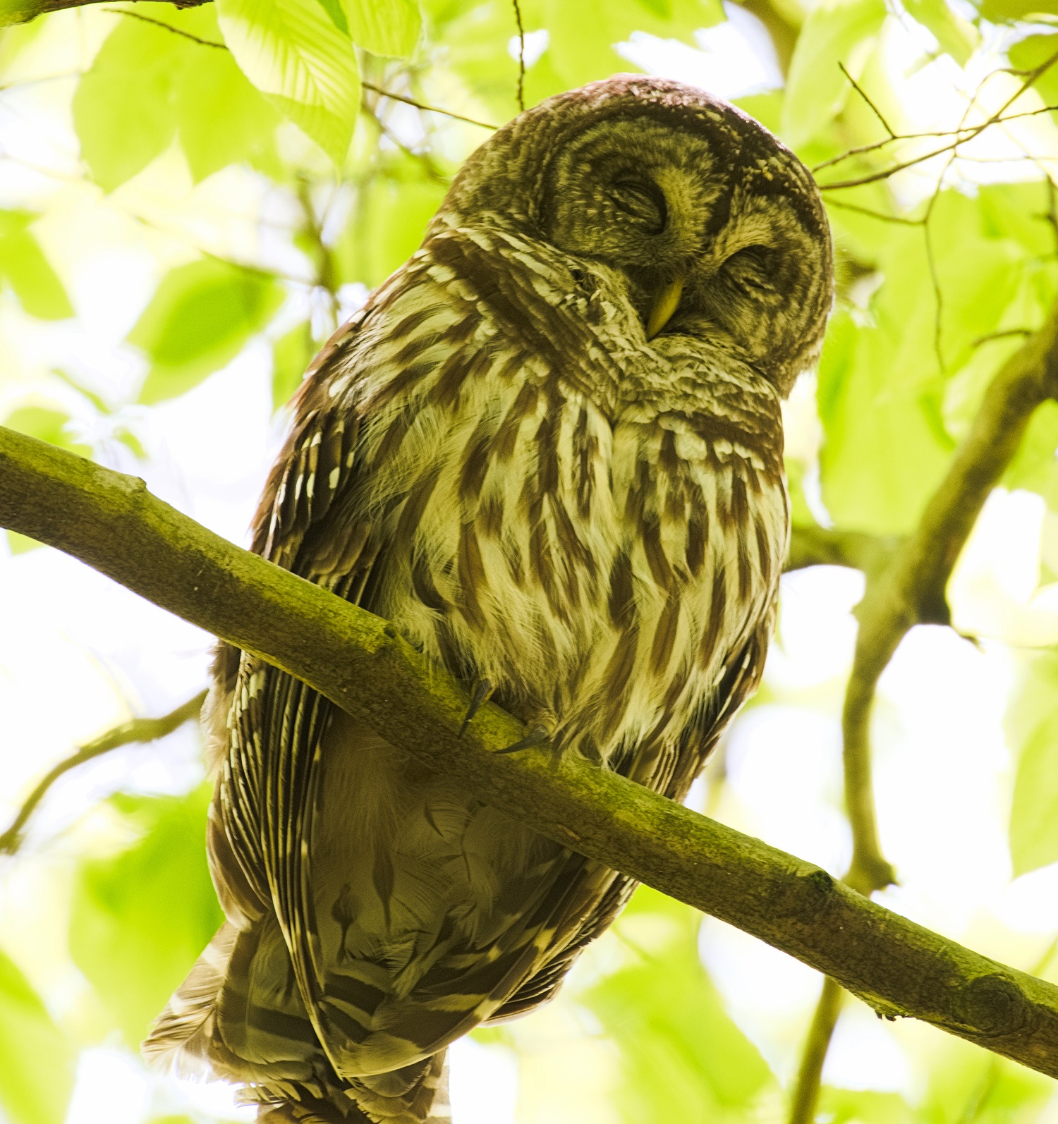 Sleeping Barred Owl