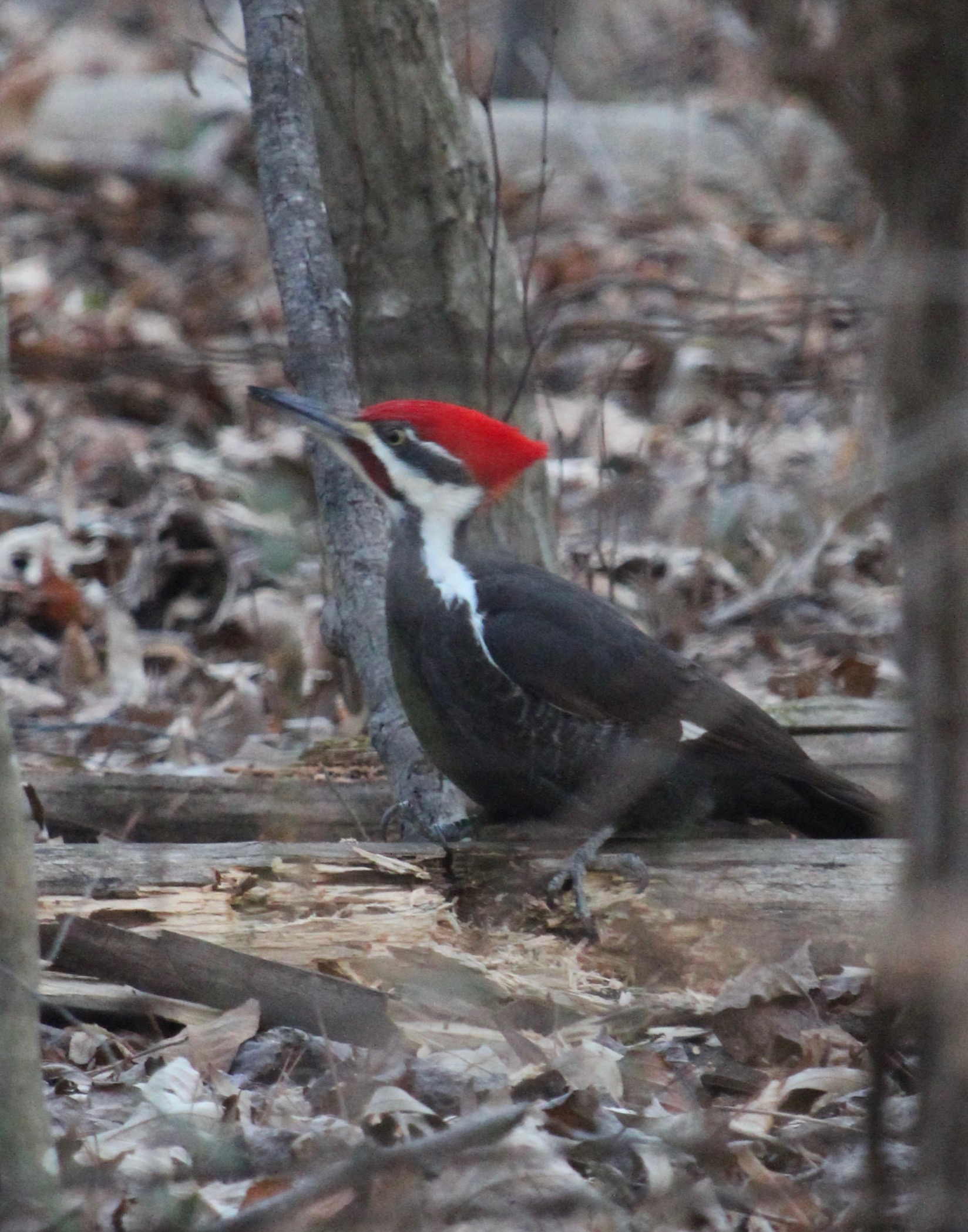 Pileated Woodpecker on a log