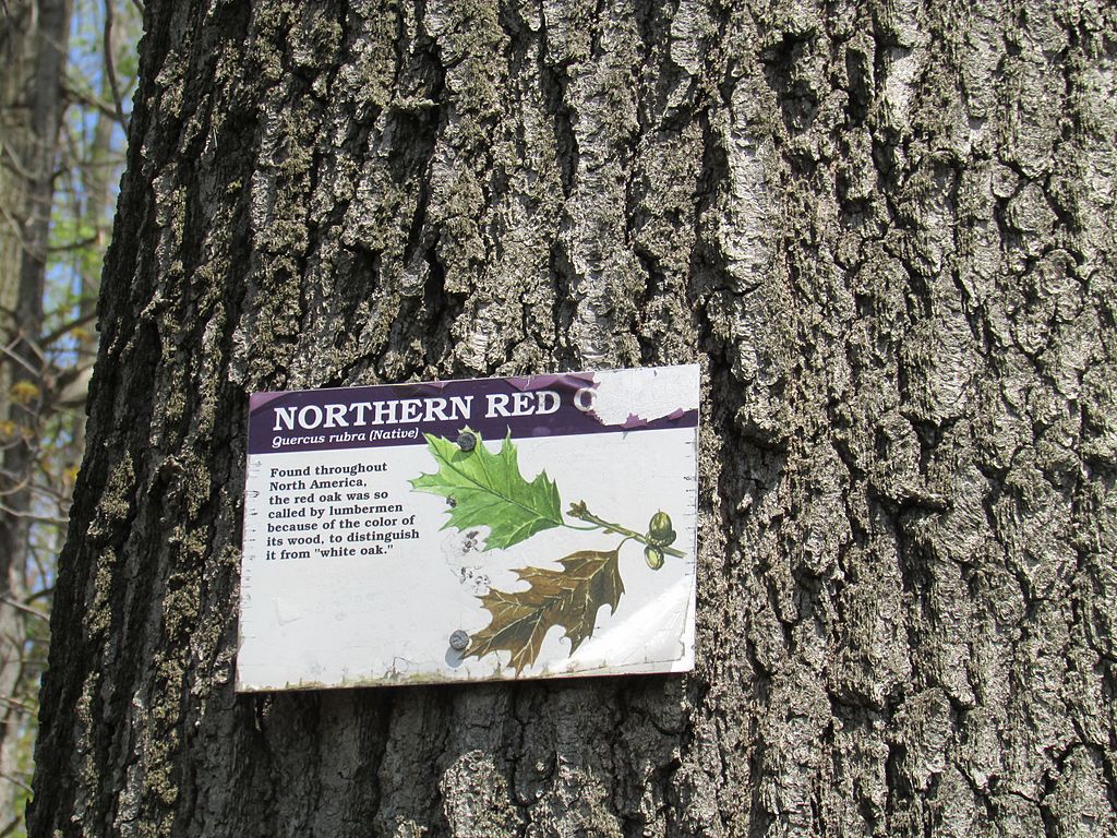 School Trail - Nothern Red Oak