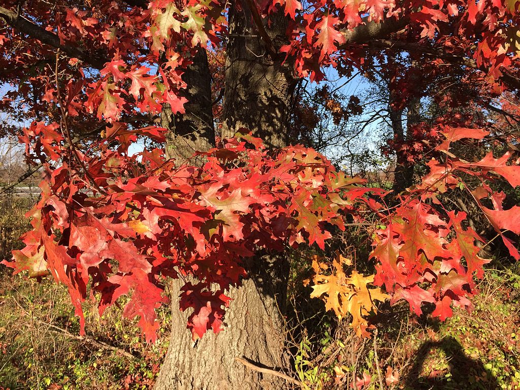 School Trail - Scarlet Oak