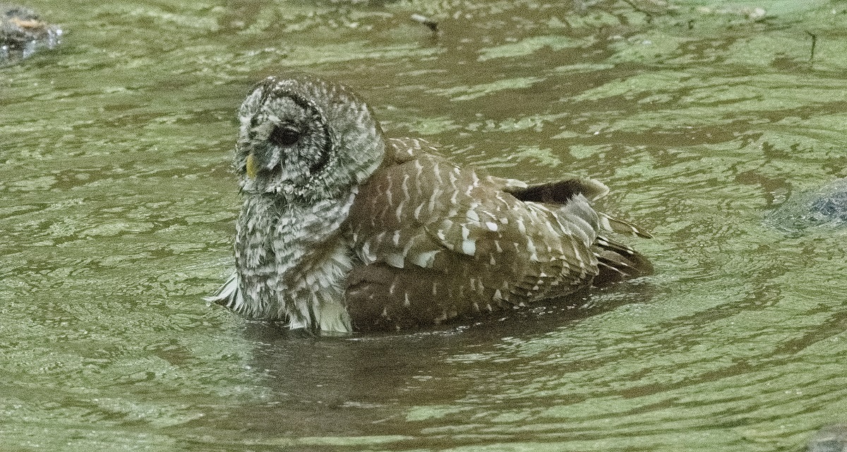 Bathing Barred Owl