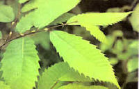 chestnut leaves