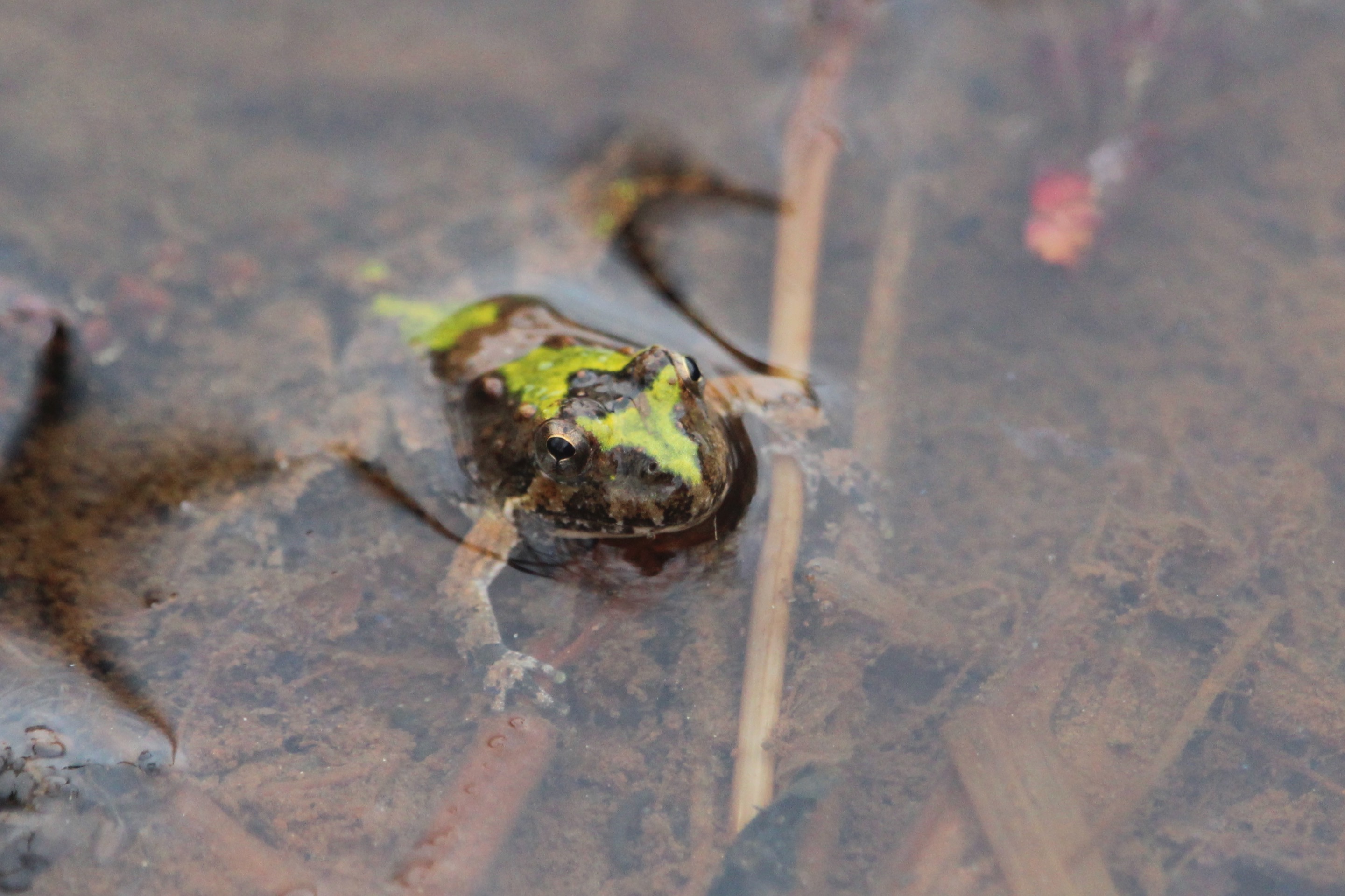Cricket frog on Peninsula 
