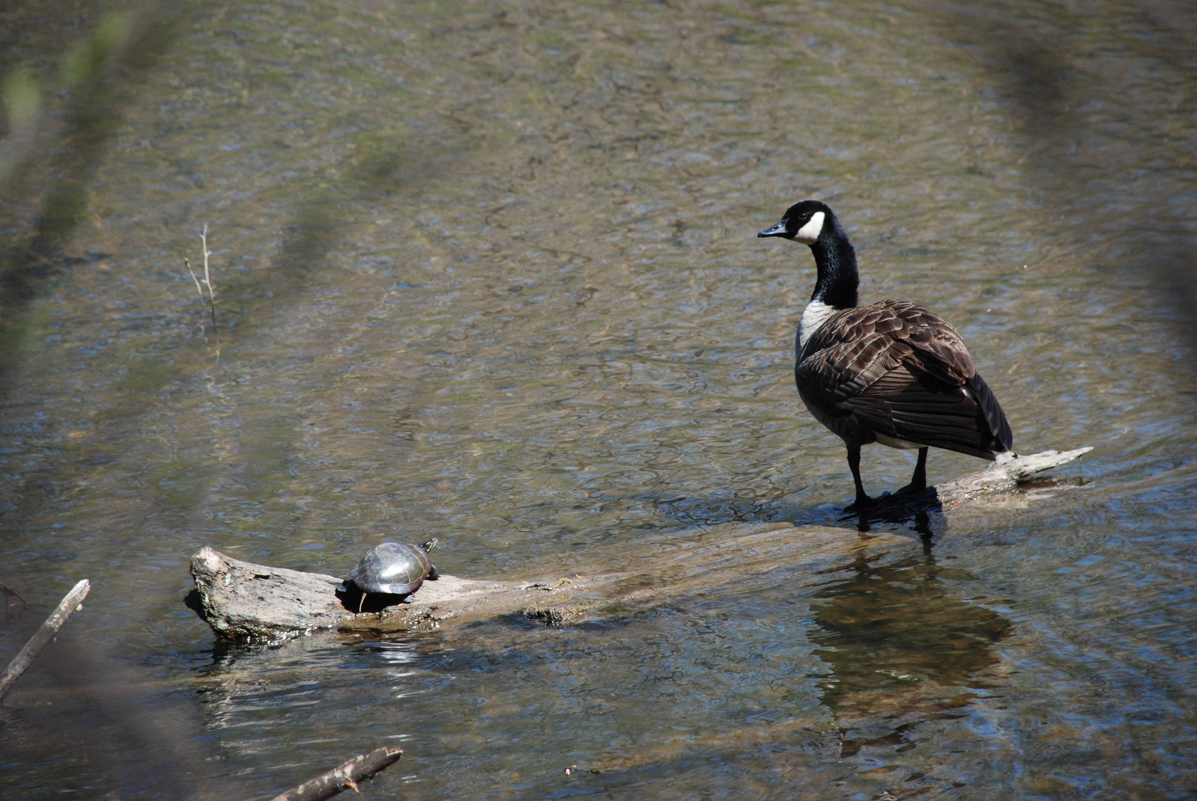 Turtle and goose share the log