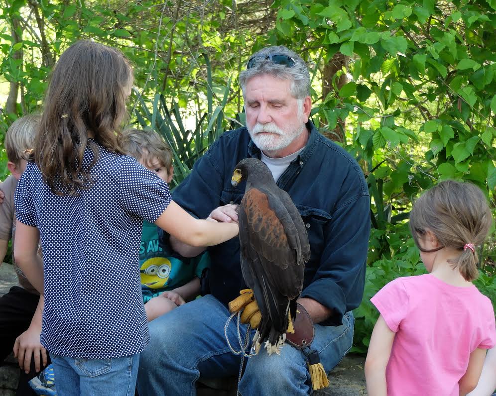 Harris Hawk
