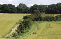 hedgerow between fields