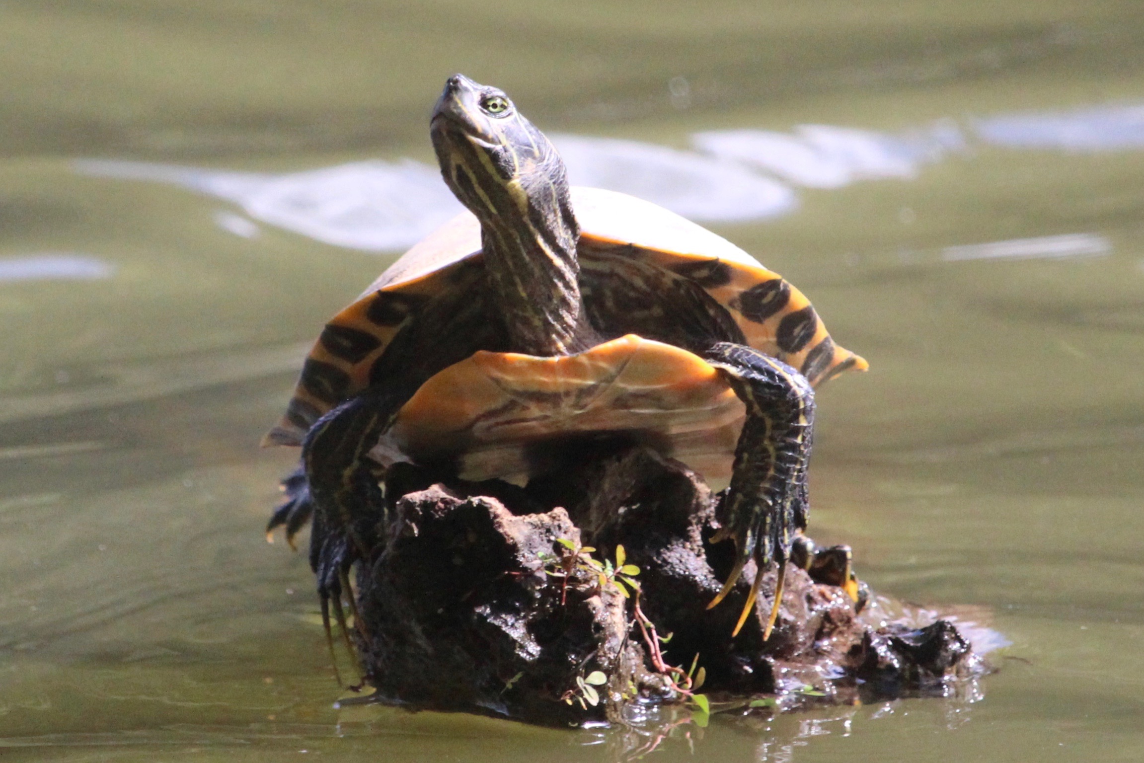 Male painted turtle