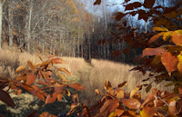 beech and broomsedge