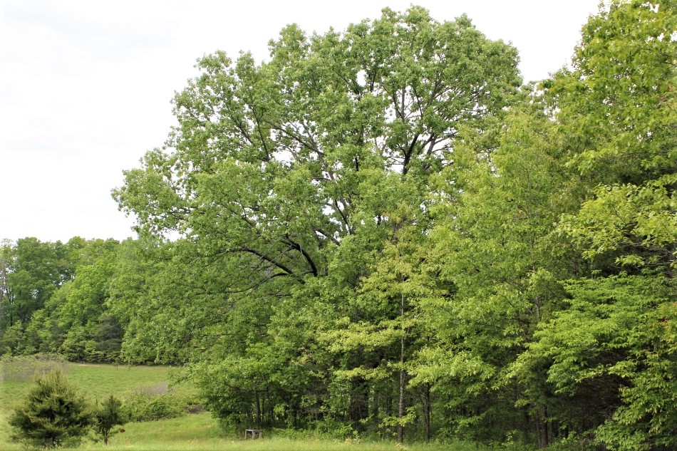 White oak tree North Field