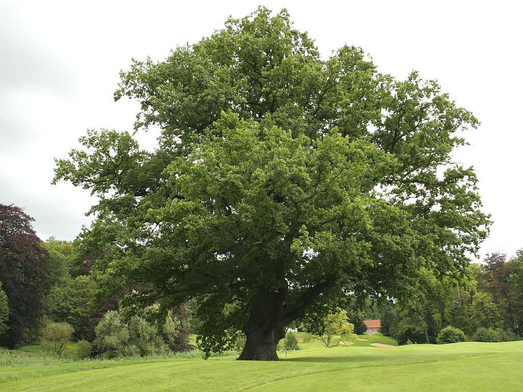 North trail - white oak